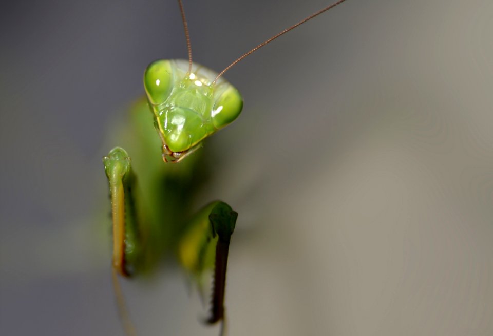 Insect Mantis Invertebrate Macro Photography