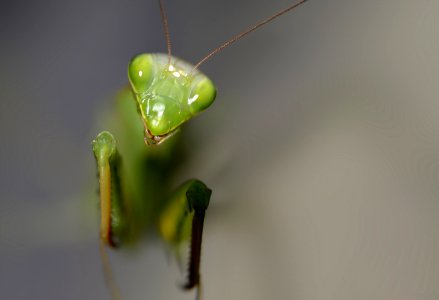 Insect Mantis Invertebrate Macro Photography photo