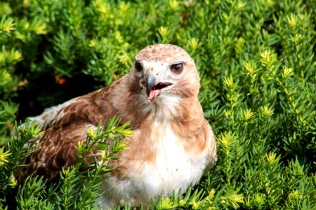 Bird Beak Fauna Grass