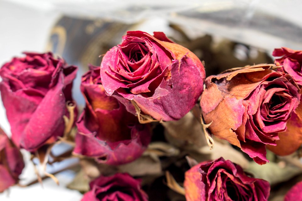 Flower Rose Pink Rose Family