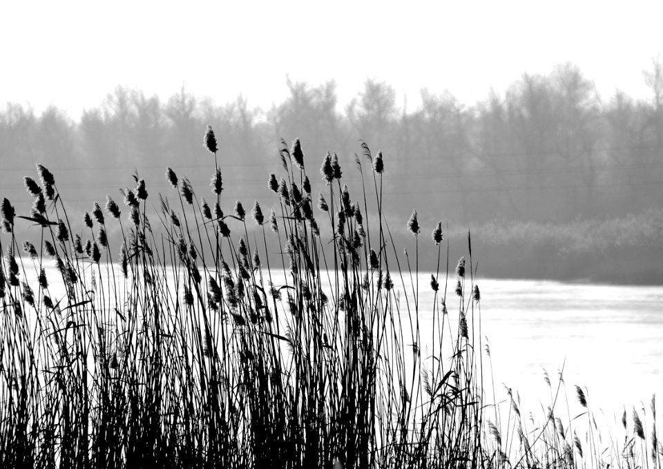 Water Black And White Monochrome Photography Phragmites