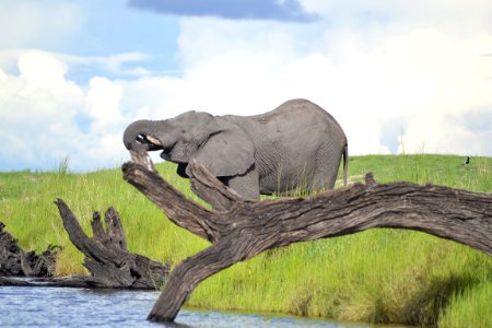 Wildlife Elephants And Mammoths Fauna Terrestrial Animal photo
