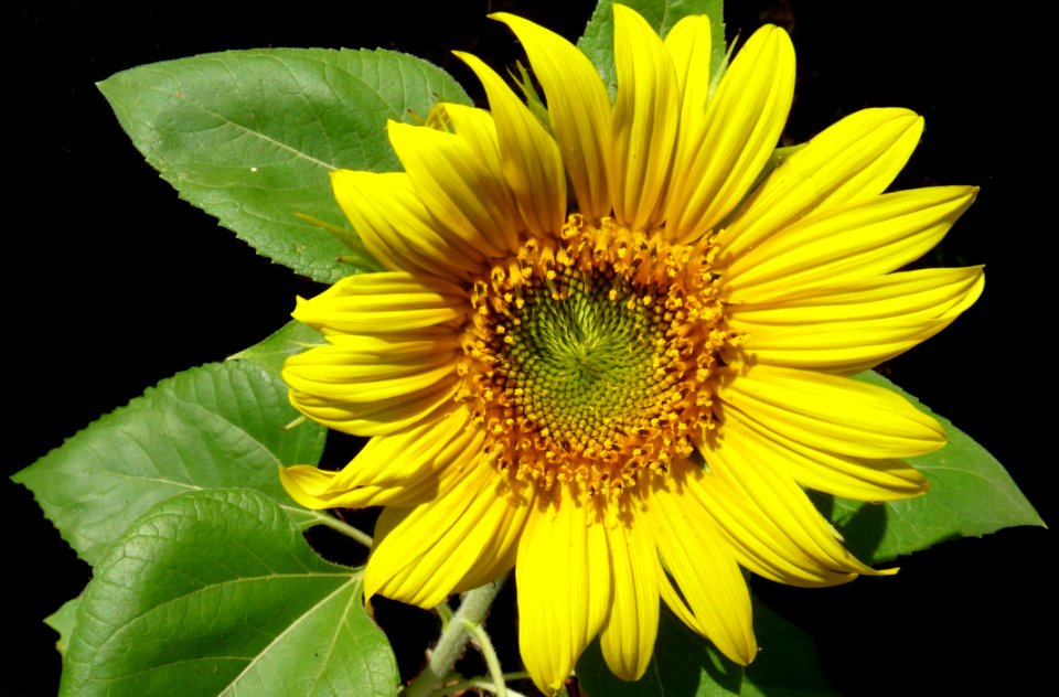 Flower Sunflower Yellow Sunflower Seed photo