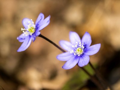 Flower Blue Flora Wildflower photo