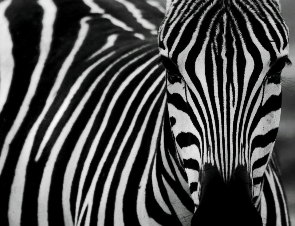 Zebra Wildlife Black Black And White