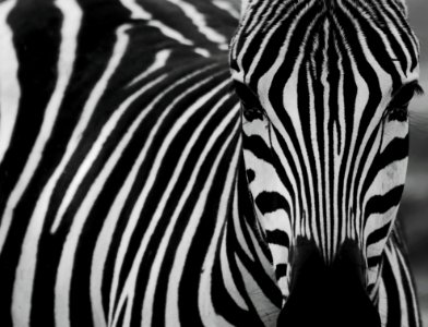 Zebra Wildlife Black Black And White photo