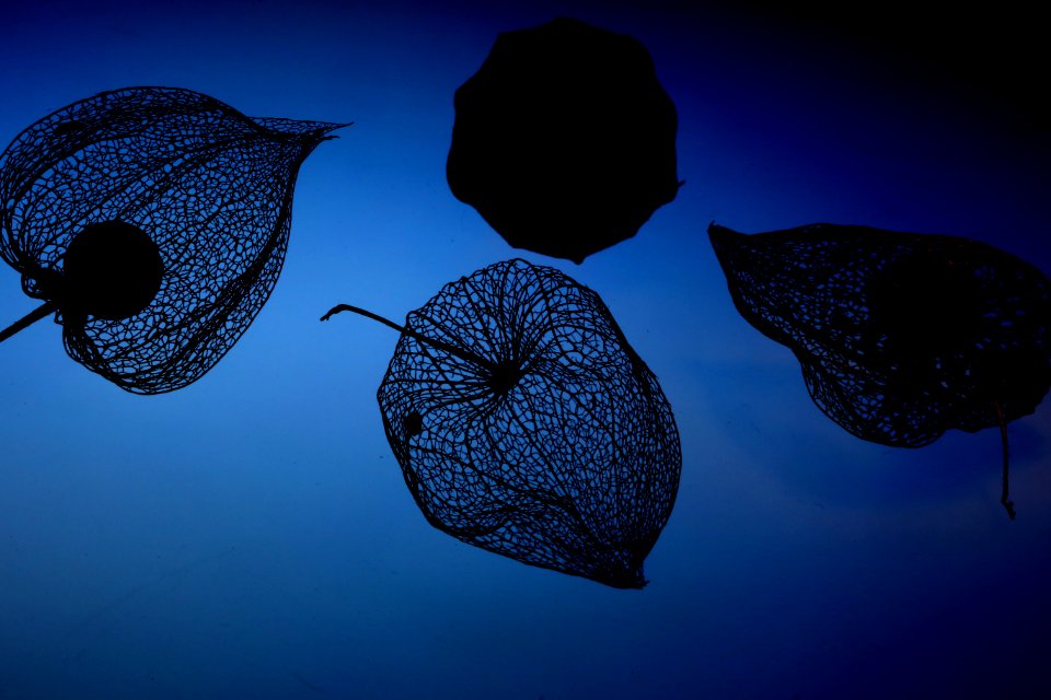 Blue Sky Organism Computer Wallpaper