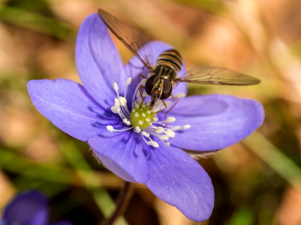 Flower Blue Flora Honey Bee