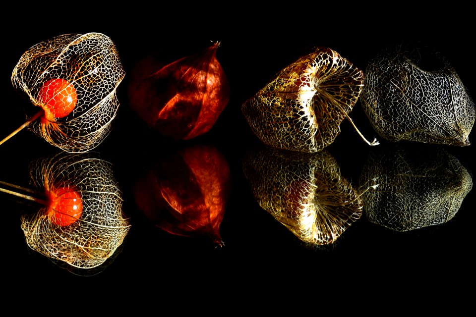 Still Life Photography Lighting Organism Still Life