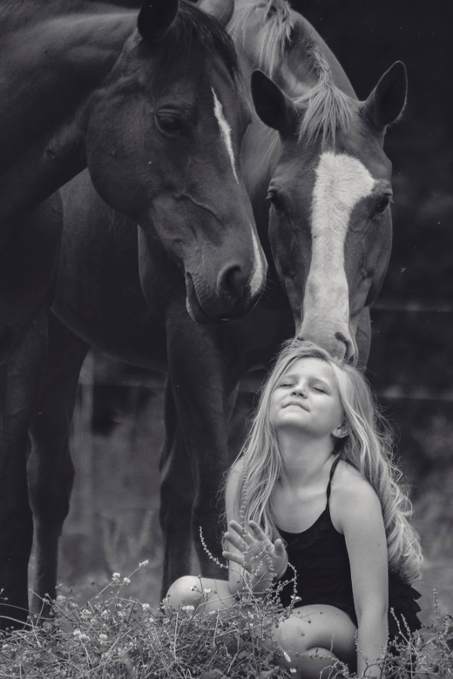 Horse Black And White Photograph Monochrome Photography