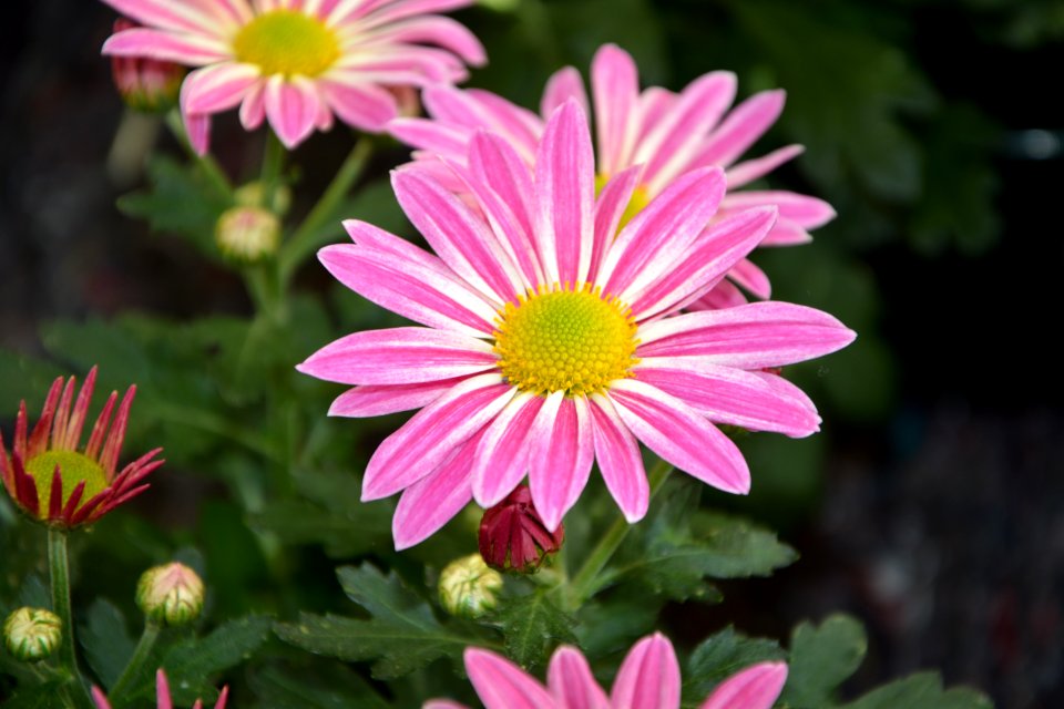 Flower Plant Marguerite Daisy Flora