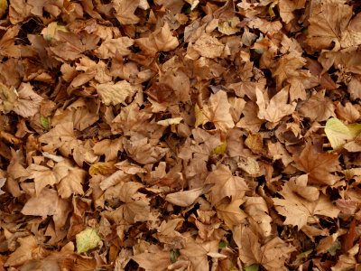 Leaf Deciduous Autumn Soil photo