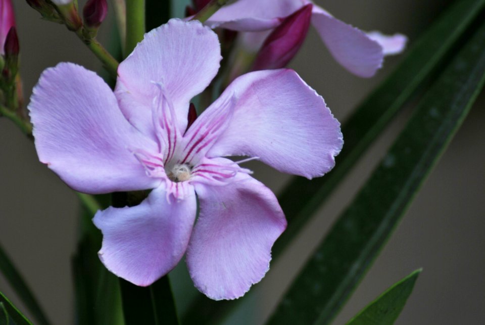 Flower Plant Flora Wildflower