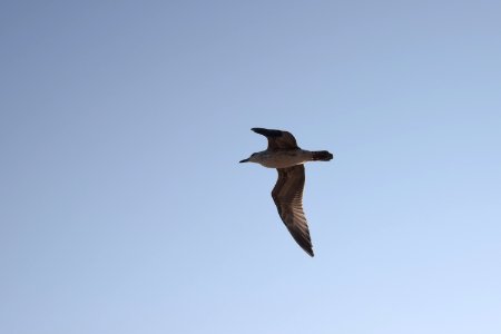 Bird Fauna Sky Seabird photo