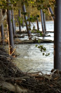 Water Tree Reflection Wetland