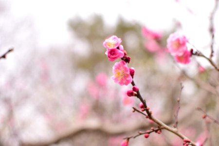 Blossom Pink Flower Branch photo