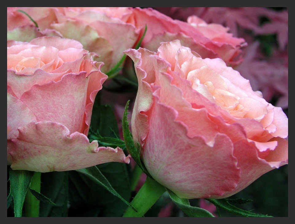 Pink bloom bouquet