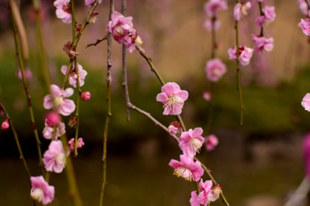 Blossom Pink Branch Flower photo