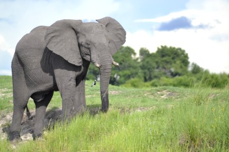 Elephant Elephants And Mammoths Wildlife Grassland photo