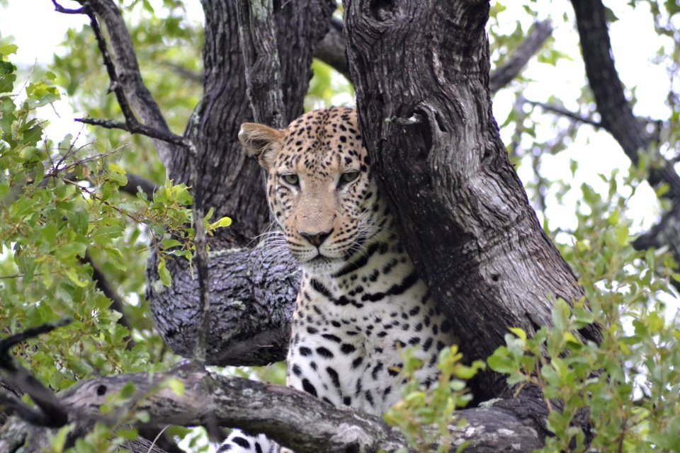 Leopard Terrestrial Animal Wildlife Jaguar photo