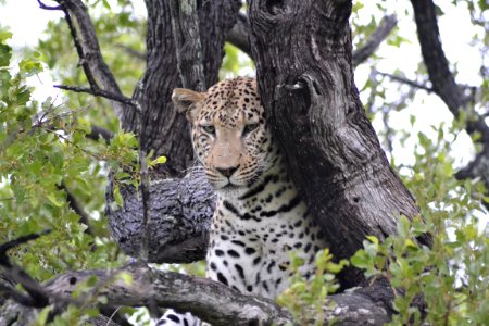 Leopard Terrestrial Animal Wildlife Jaguar
