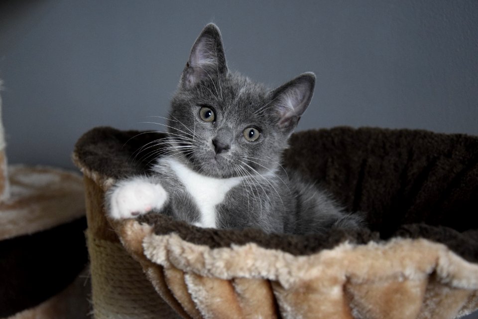 Cat Small To Medium Sized Cats Mammal Cat Like Mammal