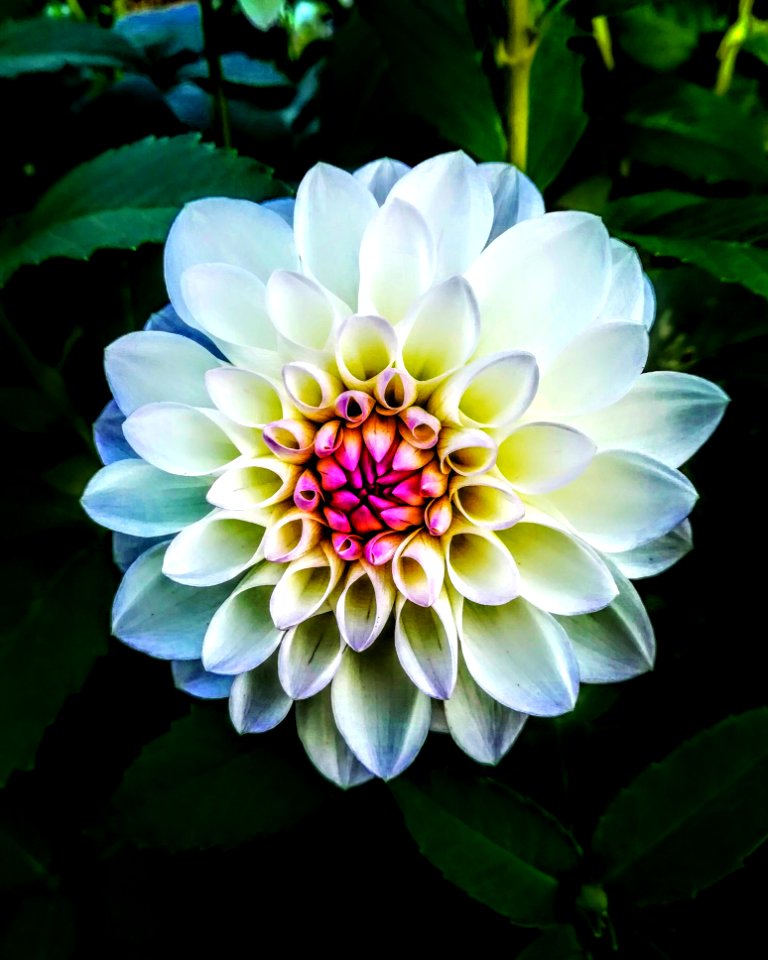 Flower Plant Flora Dahlia