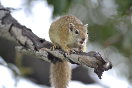 Mammal Fauna Rodent Squirrel