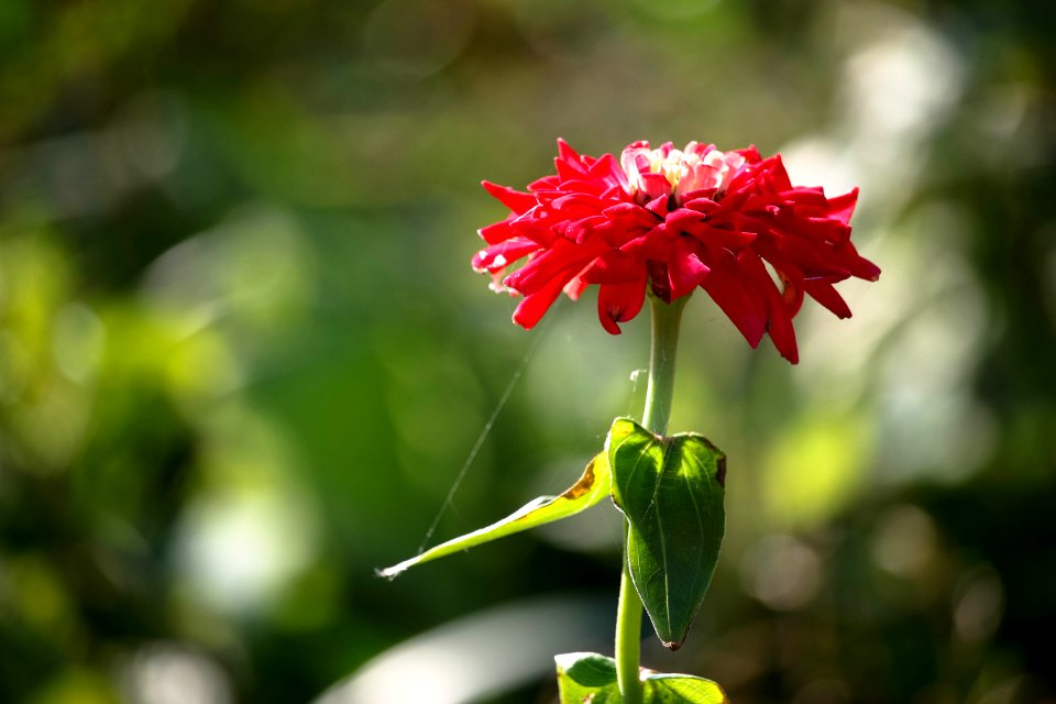 Flower Flora Plant Flowering Plant