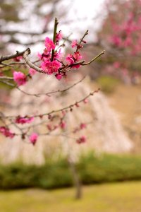 Flower Blossom Pink Branch photo