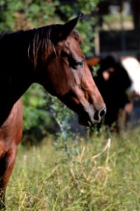 Horse Halter Mane Bridle photo