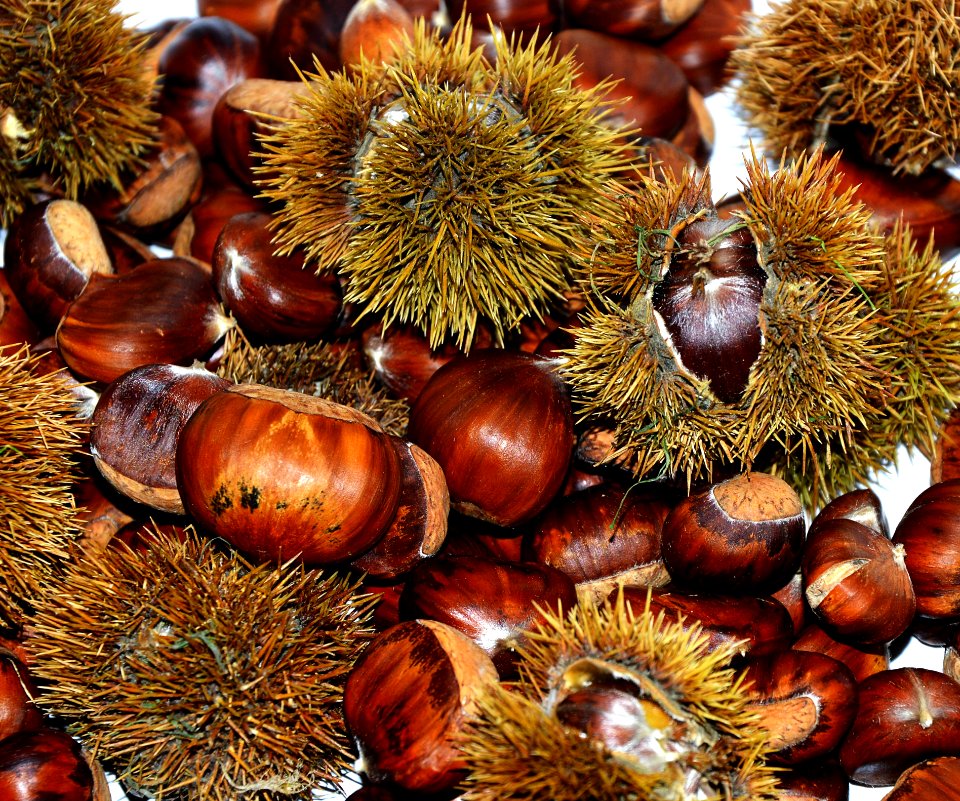 Chestnut Nut Nuts amp Seeds Ingredient