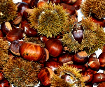 Chestnut Nut Nuts amp Seeds Ingredient