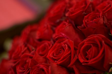 Flower Rose Red Garden Roses