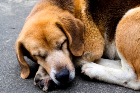 Dog Dog Breed Dog Like Mammal Dog Breed Group