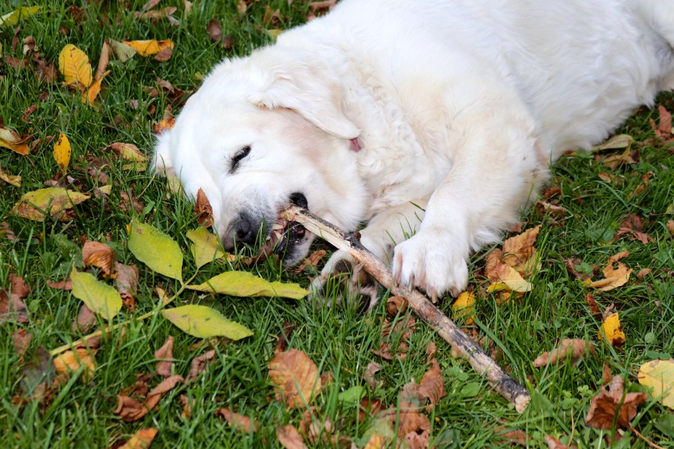 Dog Dog Breed Dog Like Mammal Dog Breed Group