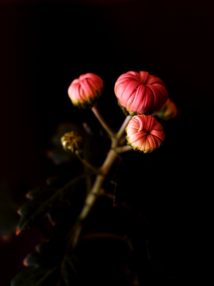Flower Plant Flora Close Up