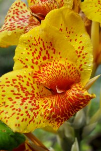 Flower Flowering Plant Yellow Flora