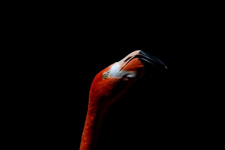 Beak Water Bird Bird Close Up photo