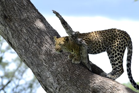 Leopard Wildlife Terrestrial Animal Mammal photo