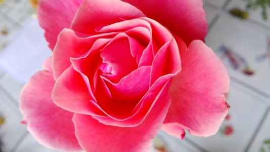 Flower Rose Pink Rose Family