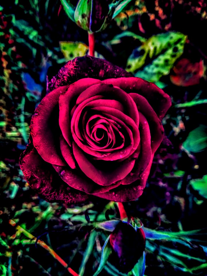 Flower Rose Family Rose Garden Roses
