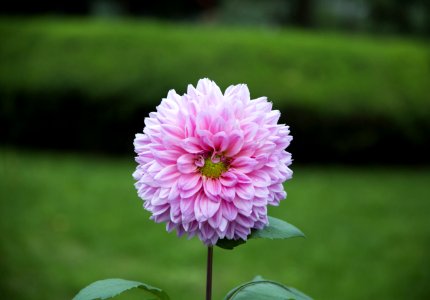 Flower Pink Plant Flora