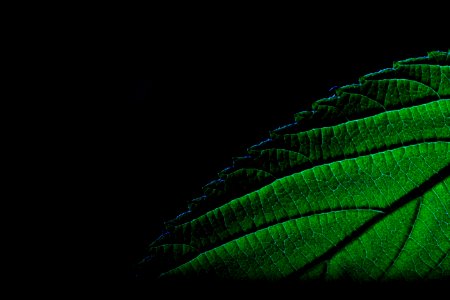 Green Leaf Atmosphere Close Up