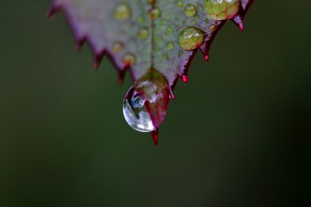 Water Leaf Drop Dew