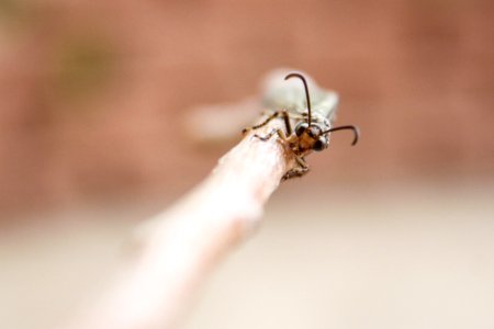 Insect Invertebrate Membrane Winged Insect Pest