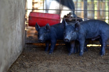 Pig Pig Like Mammal Domestic Pig Snout photo