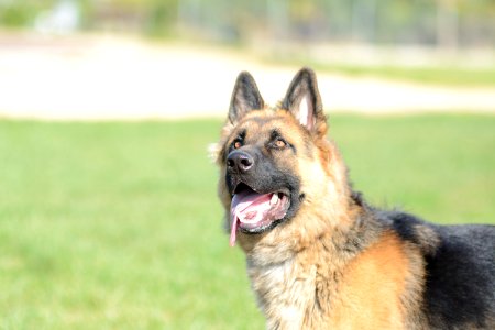 Dog Old German Shepherd Dog Dog Like Mammal Dog Breed photo