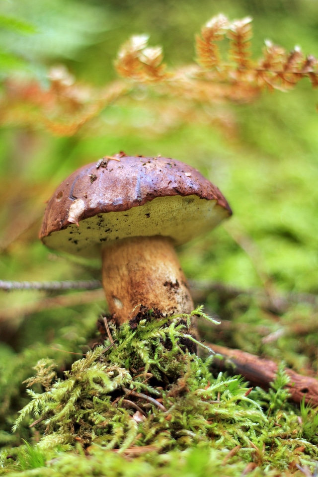 Mushrooms the collection of nature