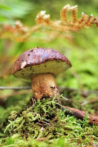 Mushrooms the collection of nature photo